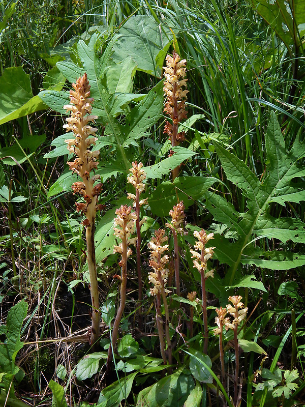 záraza sieťnatá Orobanche reticulata Wallr.