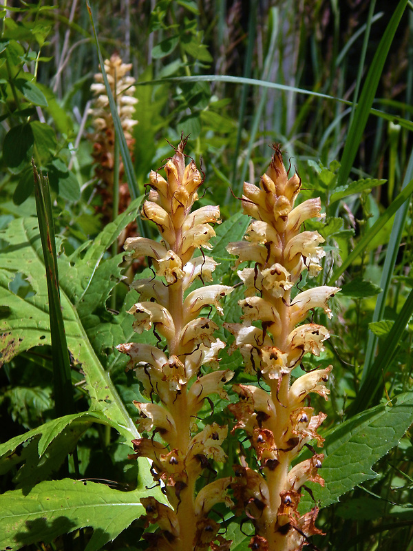 záraza sieťnatá Orobanche reticulata Wallr.