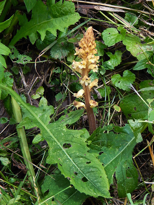 záraza sieťnatá Orobanche reticulata Wallr.