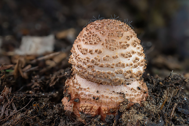 muchotrávka červenkastá Amanita rubescens Pers.