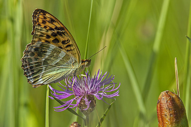 perlovec striebristopásavý  Argynnis paphia (Linnaeus, 1758)