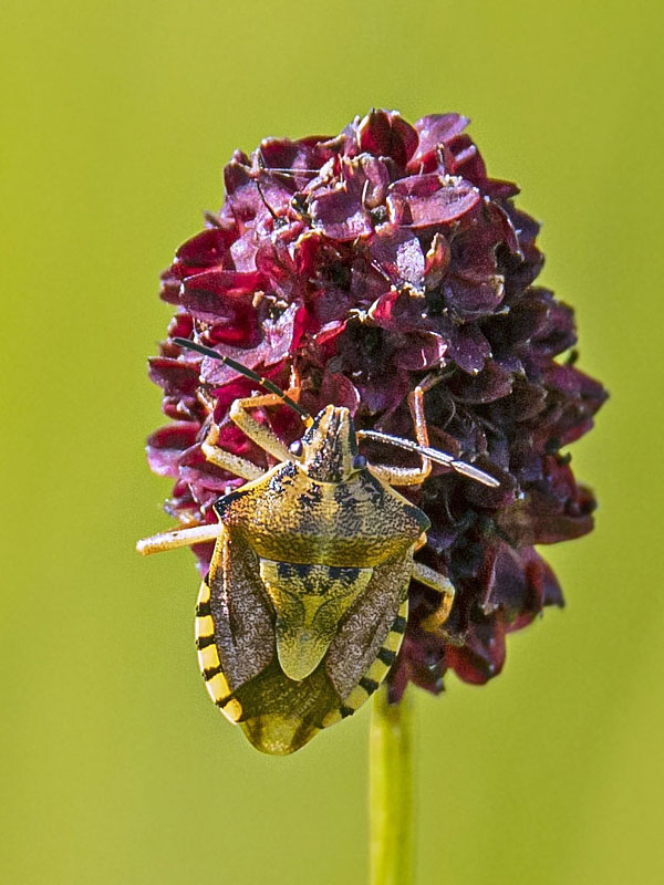 bzdocha rohatá Carpocoris fuscispinus (Boheman, 1850)