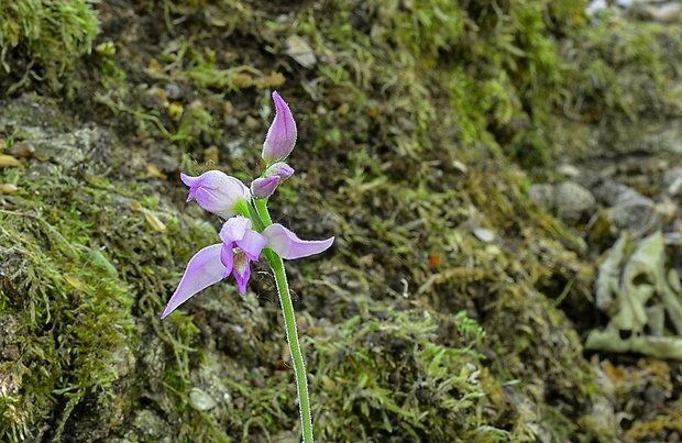 prilbovka červená Cephalanthera rubra (L.) Rich.