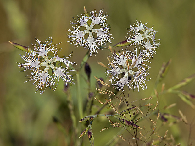 klinček pyšný pravý Dianthus superbus subsp. superbus