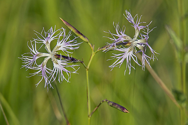 klinček pyšný pravý Dianthus superbus subsp. superbus