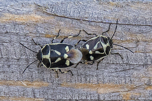 bzdocha kapustová  Eurydema oleracea (Linnaeus, 1758)