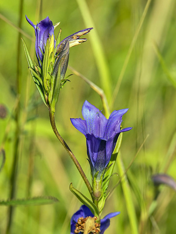 horec pľúcny Gentiana pneumonanthe L.