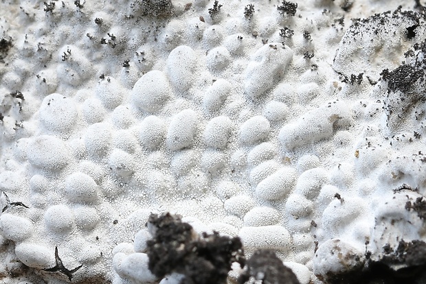 pupkovka obyčajná Lasallia pustulata (L.) Mérat