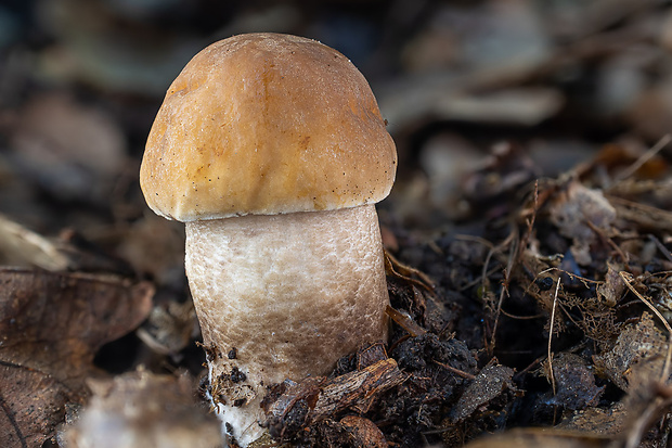 kozák hrabový Leccinum pseudoscabrum (Kallenb.) Šutara