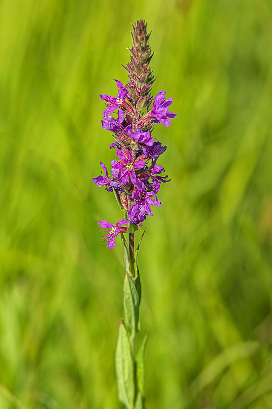 vrbica vŕbolistá Lythrum salicaria L.