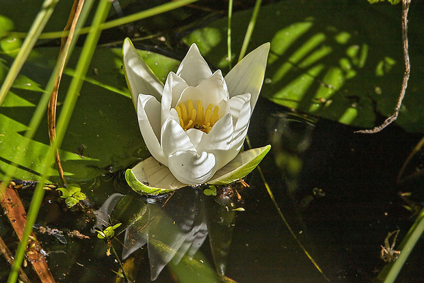 lekno biele Nymphaea alba L.