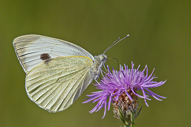 mlynárik kapustový Pieris brassicae