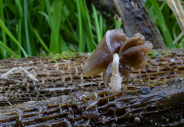 drobuľka pálková Psathyrella typhae (Kalchbr.) A. Pearson & Dennis