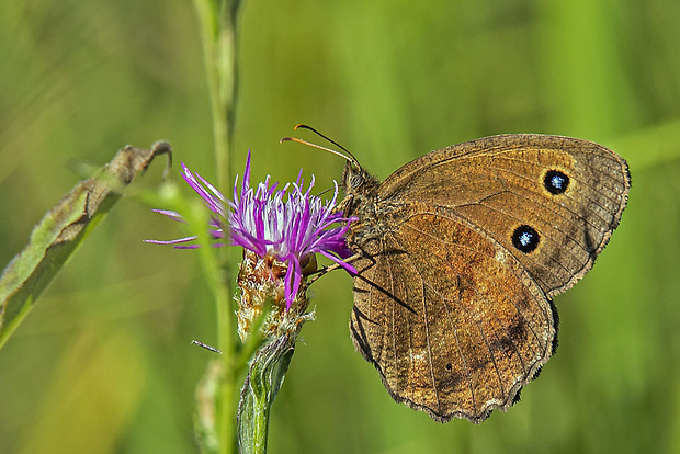 očkáň ovsíkový Satyrus dryas (Scopoli, 1763)