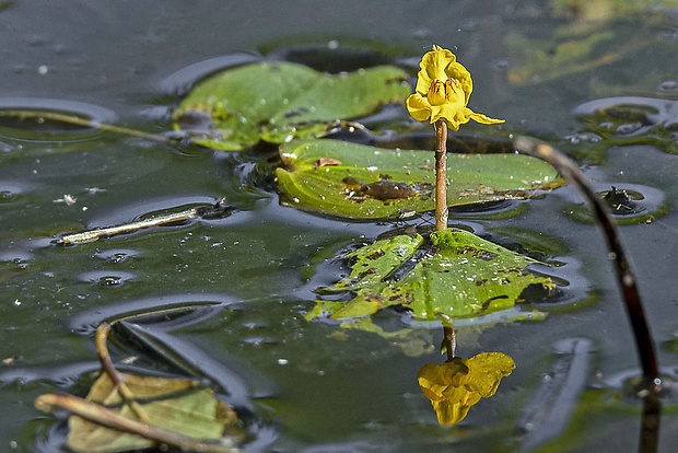 bublinatka nebadaná Utricularia australis R. Br.