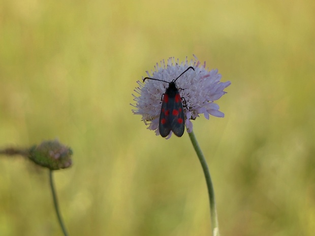 vretienka päťbodá Zygaena lonicerae