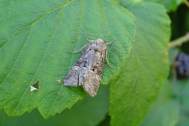 mora vrbinná Brachylomia viminalis