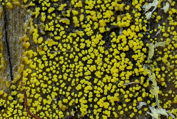 rohačka kríčkovitá Ceratiomyxa fruticulosa var. fruticulosa (O.F. Müll.) T. Macbr