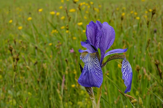 kosatec sibírsky Iris sibirica L.