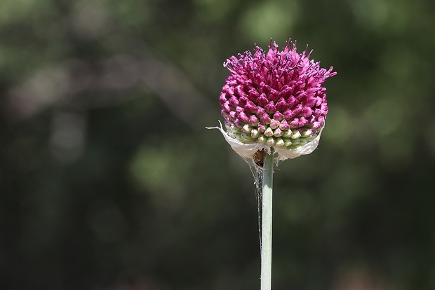 cesnak guľatohlavý Allium sphaerocephalon L.