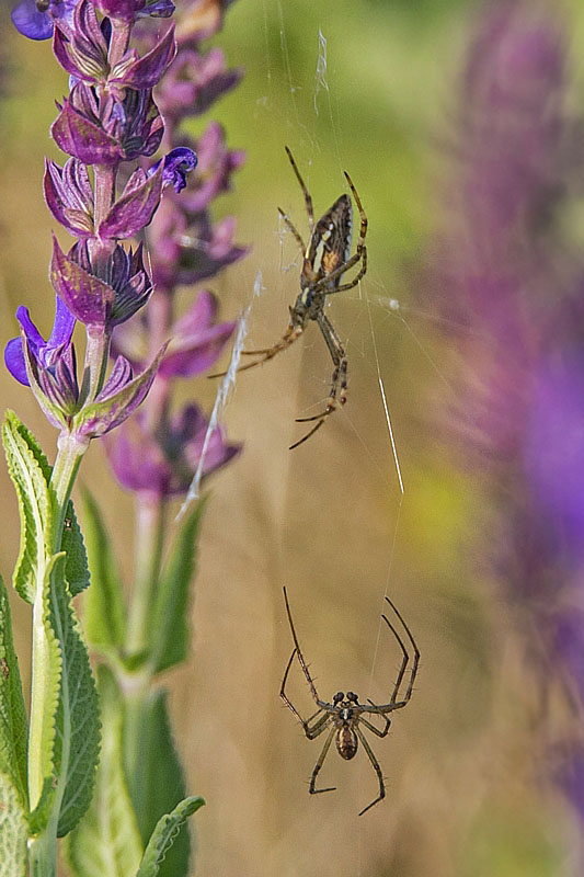 križiak Argiope bruennichi (Scopoli, 1772)