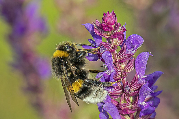 čmeľ zemný  Bombus terrestris (Linnaeus, 1758)