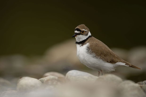 kulík riečny Charadrius dubius