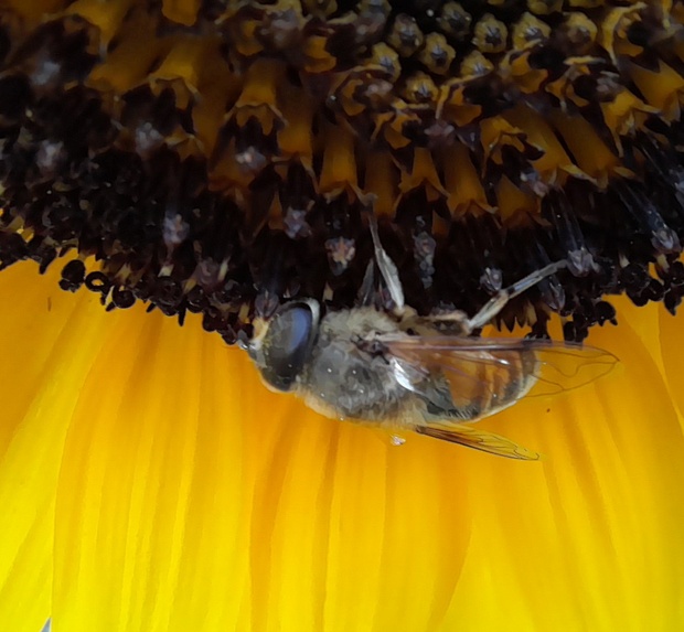 trúdovka obyčajná Eristalis tenax (Linnaeus, 1758)