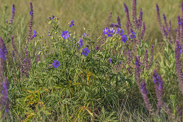 pakost lúčny Geranium pratense L.