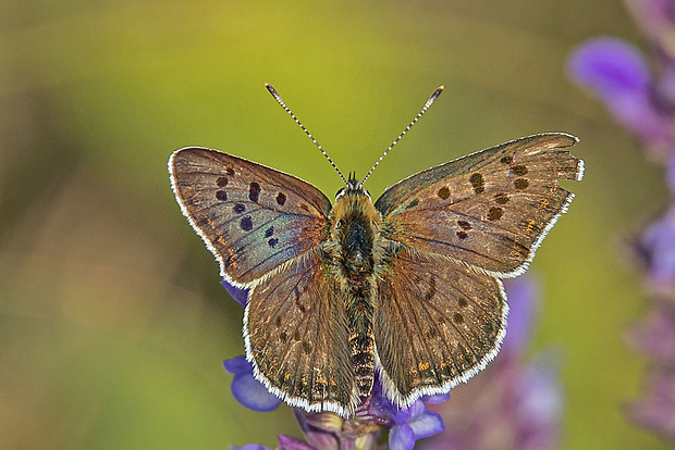 ohniváčik čiernoškvrnný, samec Lycaena tityrus