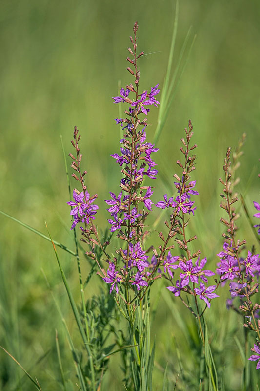 vrbica vŕbolistá Lythrum salicaria L.