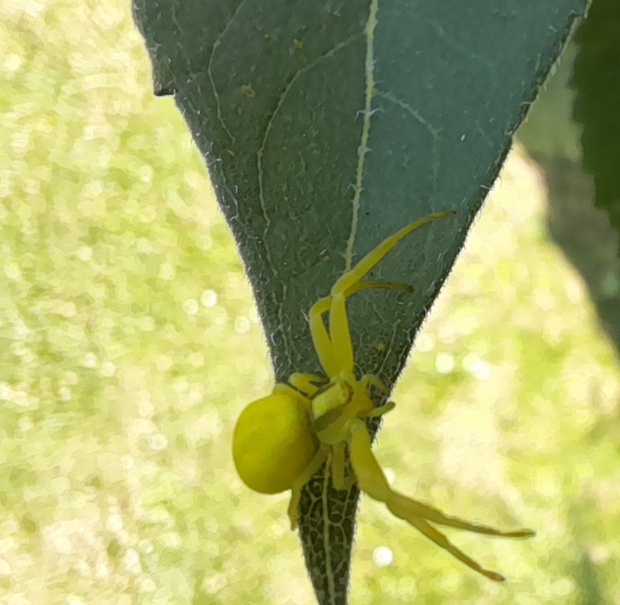 kvetárik dvojtvarý Misumena vatia