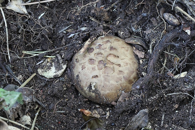 mnohokrčka dierkovaná Myriostoma coliforme (Dicks.) Corda