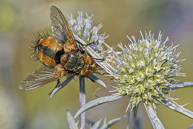 bystruša tmavonohá  Tachina magnicornis