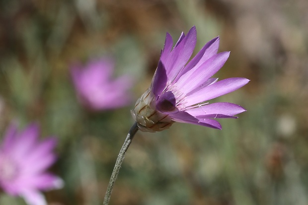 suchokvet ročný Xeranthemum annuum L.