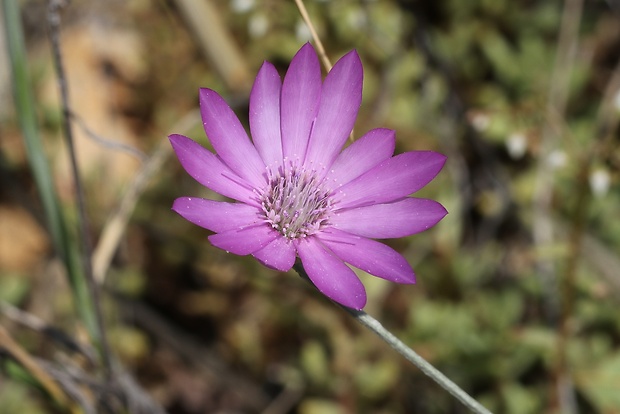 suchokvet ročný Xeranthemum annuum L.