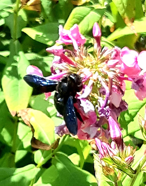 drevár fialovy Xylocopa violacea