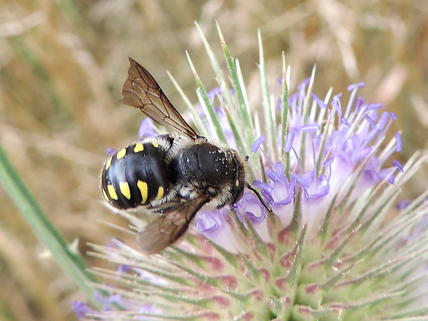 vlnárka / valchářka Anthidium septemspinosum Lepeletier, 1841