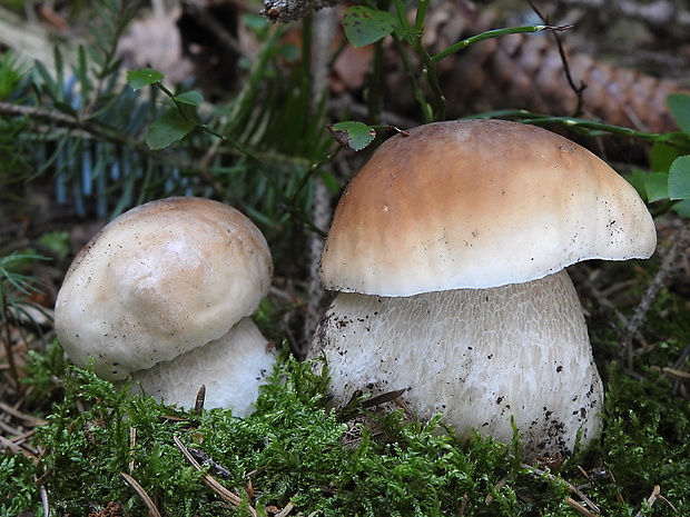 hríb smrekový Boletus edulis Bull.