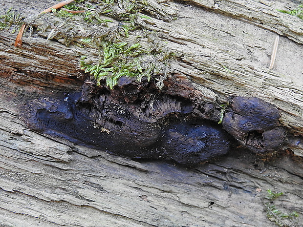 bolínka ihličnanová Camarops tubulina (Alb. & Schwein.) Shear