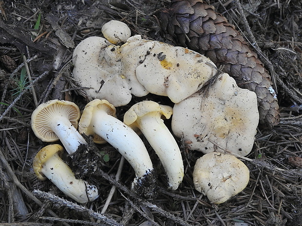 kuriatko bledé Cantharellus pallens Pilát