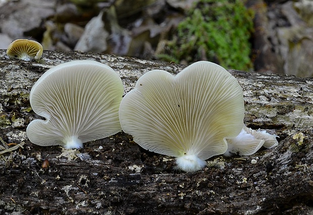 pahliva Crepidotus sp.