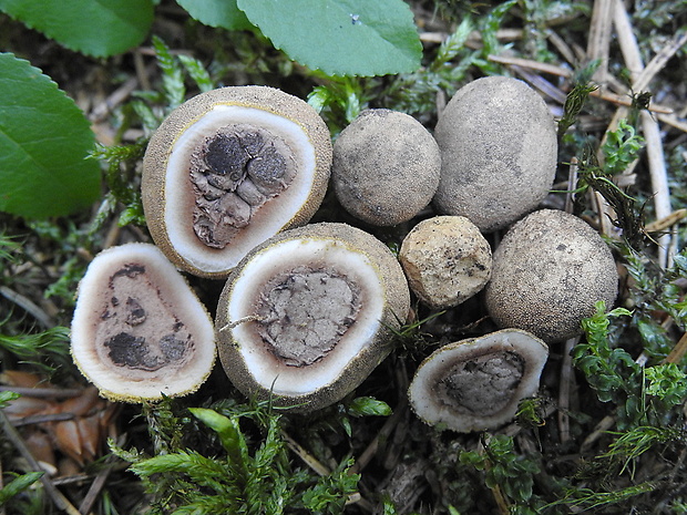 srnka obyčajná Elaphomyces granulatus Fr.