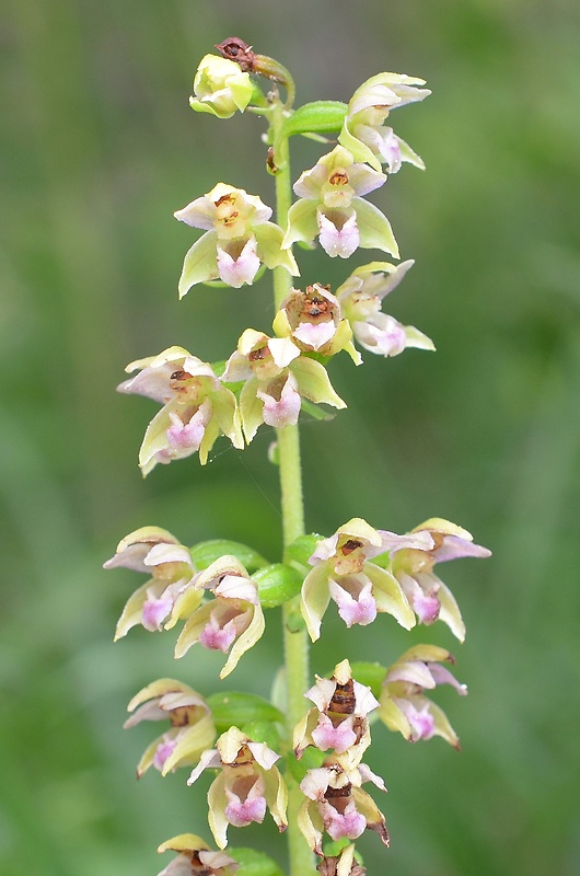 kruštík širokolistý pravý Epipactis helleborine subsp. helleborine (L.) Crantz