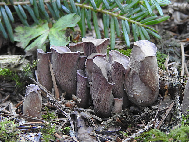 lievikovec kyjakovitý Gomphus clavatus (Pers.) Gray