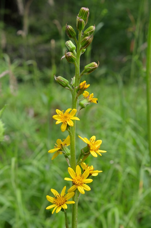 jazyčník sibírsky Ligularia sibirica (L.) Cass.