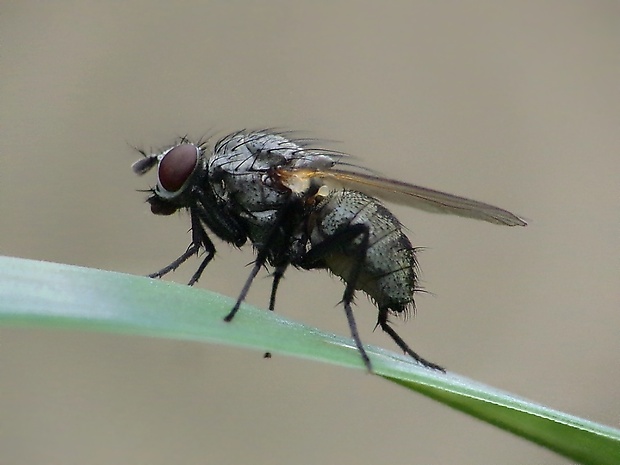 mucha Limnophora triangula cf. (Fallén, 1825)