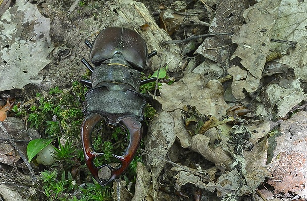 roháč veľký Lucanus cervus