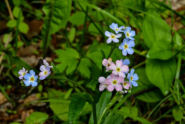 nezábudka Myosotis sp.