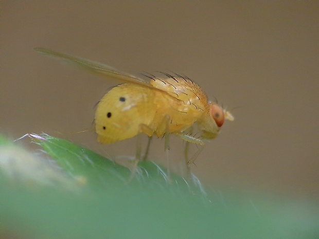 tieňovka Sapromyza sexpunctata Meigen, 1826